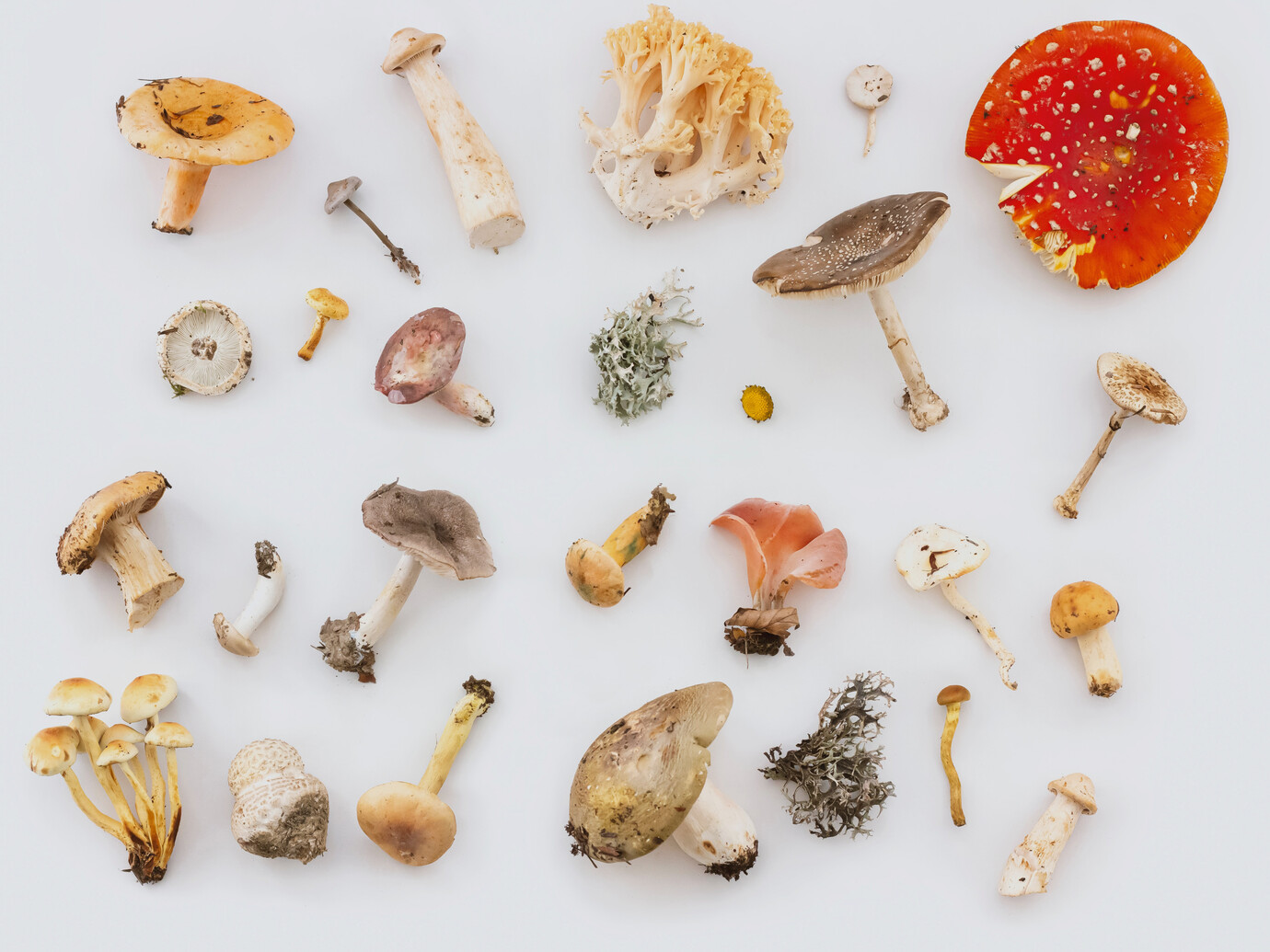 Plants communicate through an underground web of fungi Meer