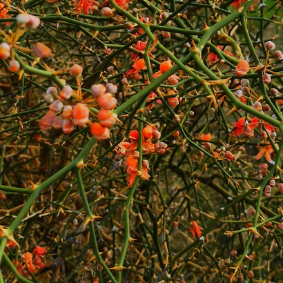 La complessità, se accolta con apertura, può trasformarsi in una fonte inattesa di bellezza e di dono