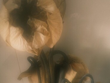 In Giappone, la pulizia è vista come un atto sacro: durante la cerimonia del tè, ad esempio, si puliscono con cura gli strumenti, simbolo di rispetto e purificazione