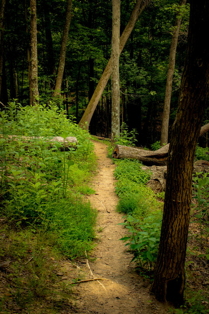 Montana, USA, is full of trails that encourage slow walking, listening to birds, and enjoying the stillness of the woods