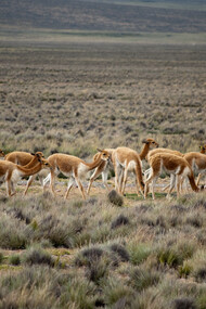La vicuña es un símbolo de biodiversidad y riqueza natural en Perú, destacada por su papel en la historia cultural y económica de los Andes