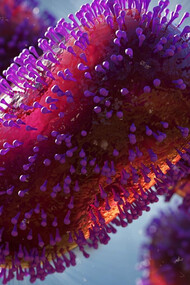 Monkeypox virus closeup