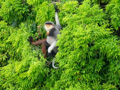The red-shanked douc, a critically endangered species, seen in the forest, highlighting the importance of conservation efforts