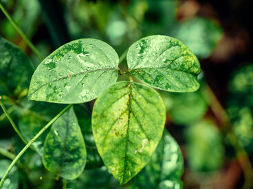 Entre équilibre et écoulement, la nature trace ses propres voies, invitation à penser autrement nos liens au milieu, entre ancrage, adaptation et renouvellement