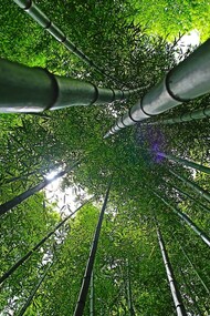 Il bambù potrebbe essere davvero la svolta per l'economia green in Italia? 