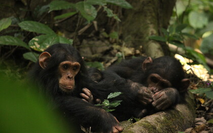 A orillas del lago Tanganica, en Gombe, la famosa primatóloga Jane Goodall dedicó muchos años a investigar el comportamiento de los chimpancés en libertad. Dos chimpancés jóvenes juegan juntos en el Parque Nacional de Gombe, en Tanzania
