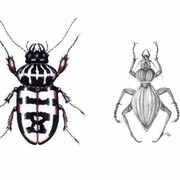 Jasmina Cibic: Situation Anophthalmus hitleri/scientific illustration of Anophthalmus hitleri by Gordon Aeshimann and Sharon Birzer, 2012, pencil, colour pencil ink, © Jasmina Cibic, courtesy of the artist and Škuc Gallery