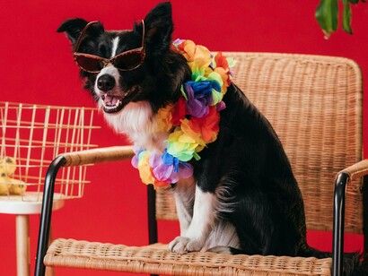 A história de Ana é uma inspiração para todos que sentem que a vida profissional que escolheram não lhes preenche o coração. Ela mostra que é possível recomeçar, que nunca é tarde para seguir a intuição e que a felicidade pode estar num caminho inesperado, mas genuíno