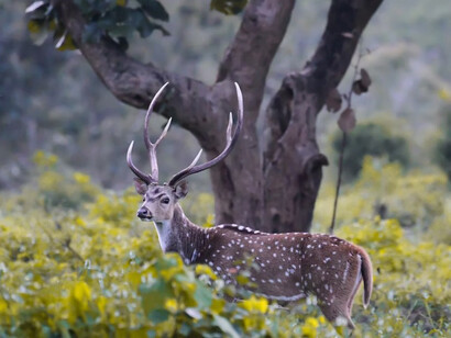 A majestic deer with antlers in a field at Bandipur, Karnataka, India
