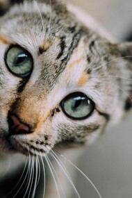 Gato