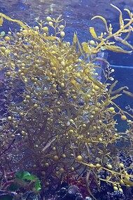 Algas Sargassum em um aquário