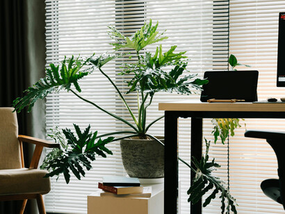 A modern home office filled with indoor plants, creating a minimalist and cozy atmosphere
