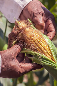 A person holding a yellow ear of corn, showcasing sustainable agriculture and organic farming practices