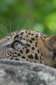 Leopard, low depth of field to have background out of focus © Gehan de Silva Wijeyeratne