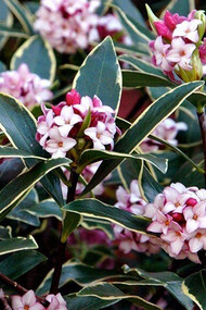Daphne odora 'Aureomarginata'