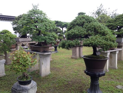 El término bonsái realmente es japonés y significa (árbol en bandeja), con un enfoquemen la simplicidad y la estética. Jardín de bonsais en Zhuozhengyuan. Jardín en Suzhou,China. Patrimonio Mundial de la UNESCO