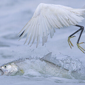 Qingrong Yang, Synchronised fishing (Pesca sincronizzata) (dettagli), vincitore categoria “Comportamento: Uccelli”. Per gentile concessione del Museo della Permanente
