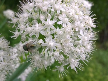 Si distingue per le grandi dimensioni e per il caratteristico colore rosso-violaceo intenso