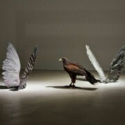 Francesca Grilli, Oro, performance installation