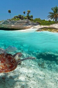 One galapago swimming in the crystal water of Playa del Carmen