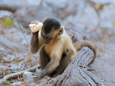 Macaca fascicularis aurea che utilizza uno strumento litico per facilitare il reperimento del cibo