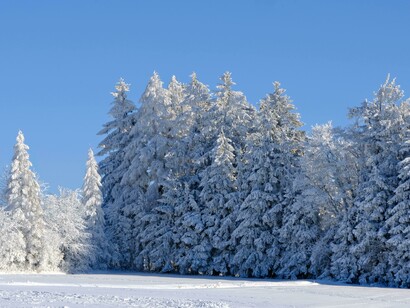 Conifere innevate: "La neve scricchiolava sotto gli scarponi. Il vento passava tra gli alberi come un violinista invisibile, piegando i rami, sfiorando le cortecce"