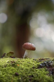 Fungo e formiche in una radura della foresta