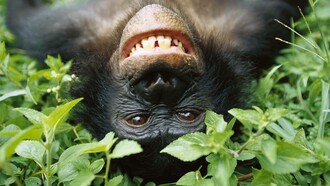 I bonobo sono pacifici, promiscui ed egalitari