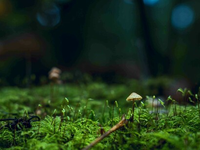 A dança das criaturas: Testemunhe o jogo de sedução, desejo e prazer nessa selva implacável. Criaturas carentes e ardentes buscam saciar suas necessidades, enquanto a dualidade domina
