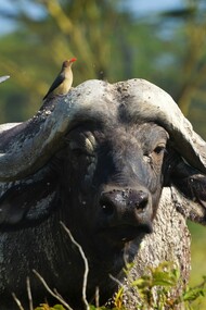 Brown bird on top of black buffalo