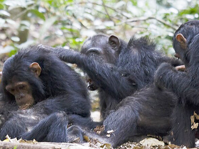 Eastern chimpanzees (Pan troglodytes schweinfurthii) in Gombe Stream National Park, Tanzania