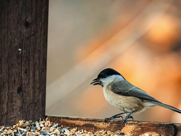 Em momentos anteriores, deve ter se debatido, tentando escapar da gaiola de vidro. Provavelmente olhou a paisagem à sua frente, quis voar, é a sua vocação, precisava voar. Deve ter arremetido em direção ao espaço, mas, incompreensivelmente, foi contida por uma barreira invisível. Errou o céu e acertou o vidro