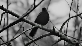 A black raven perched on a tree branch