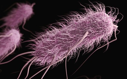 Escherichia coli est une bactérie coliforme en forme de bâtonnet, anaérobie facultative, à Gram négatif, du genre Escherichia, que l'on trouve couramment dans l'intestin inférieur des organismes à sang chaud.