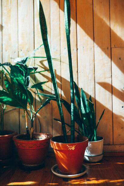 Cuando corté la llamada me puse a pensar en el proceso y el significado de cultivar. La palabra "cultivar" tiene dos acepciones