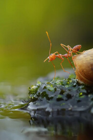Vita e morte di una formica 