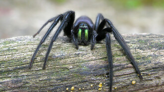 Esemplare di Segestria florentina