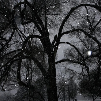 Elijah Gowin, Tree 2 (detail), 2014. Courtesy of Robert Mann Gallery