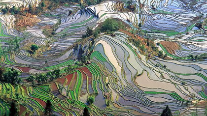 Campos de arróz en terrazas de la Provincia de Yunnan, 2003, China