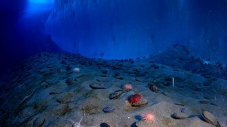 Immagine di una parete di ghiaccio e del fondo dell'oceano, New Harbor, McMurdo Sound, Antartide