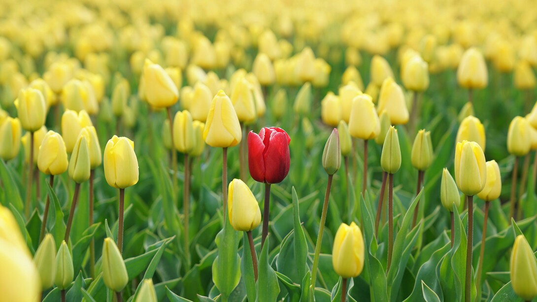 The courage to become: embrace your authentic self and cultivate what only you can provide