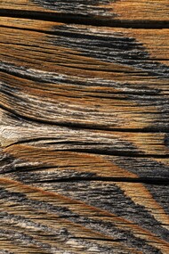 Il tronco di un albero, dopo infinite trasformazioni, poteva ultimare la sua esistenza anche dopo centinaia di anni di utilizzo, alimentando il fuoco necessario a cuocere una zuppa, per nutrire essere umani venuti al mondo molte generazioni dopo l’uomo che aveva tagliato l’albero per ricavarne il tronco