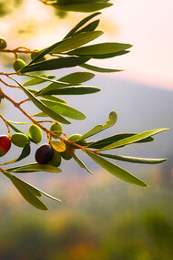 One of Mediterranean food pillars is olive oil