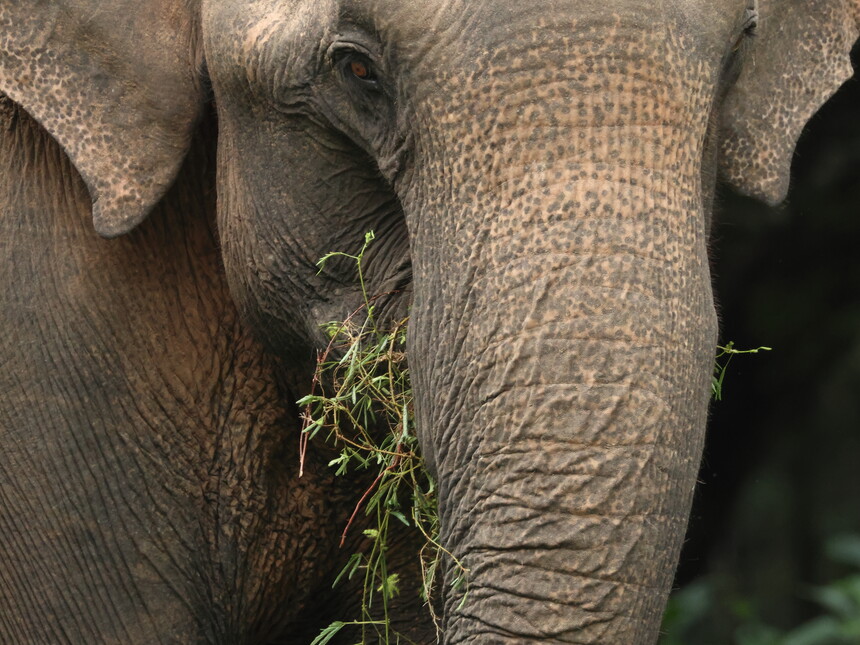 Birdwatching on the East Coast of Sri Lanka
