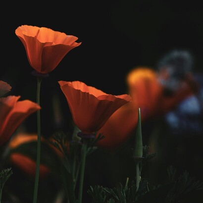 Le risonanze possono arrivare anche dal passato familiare, attraverso simboli, ricorrenze e memorie che chiedono di essere comprese