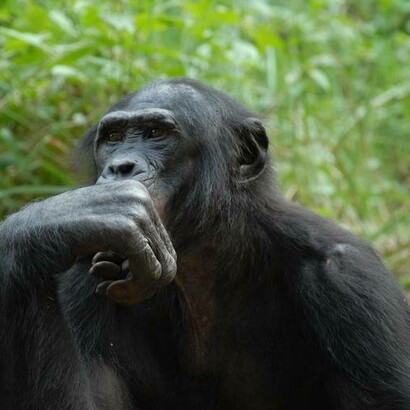 Il bonobo, storicamente noto anche come scimpanzé pigmeo o scimpanzé nano