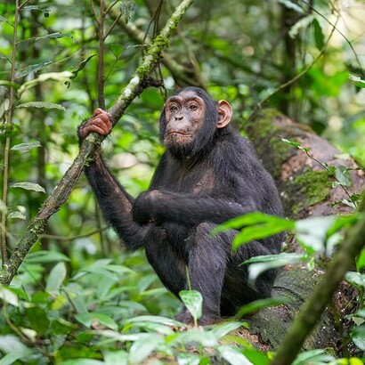 Scimpanzé nel Parco Nazionale della Foresta di Kibale, Uganda