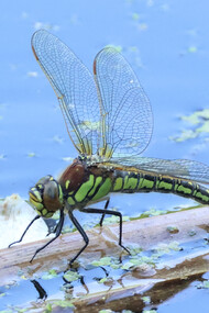 Hairy Dragonfly female © Gehan de Silva Wijeyeratne