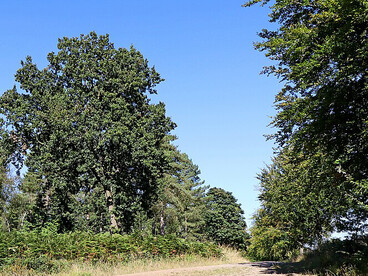 A meeting point of forestry tracks deep within Cannock Chase, Staffordshire, England