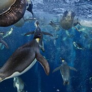 Paul Nicklen, Bubble-jetting emperor